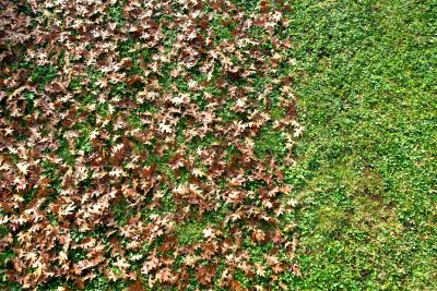 Fall Lawn Cleanup Process
