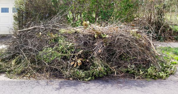 Tree Limb Cleanup in Allentown