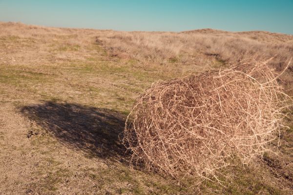 Tumbleweed Removal in Allentown