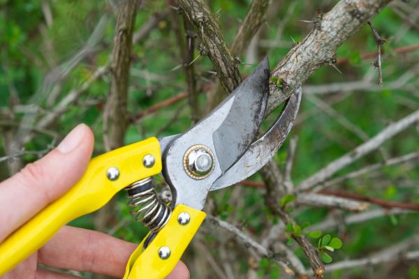 Limbs Removal in Allentown