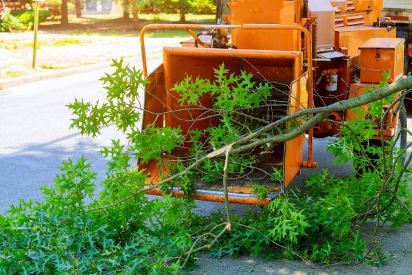 Tree Branches Removal in Allentown