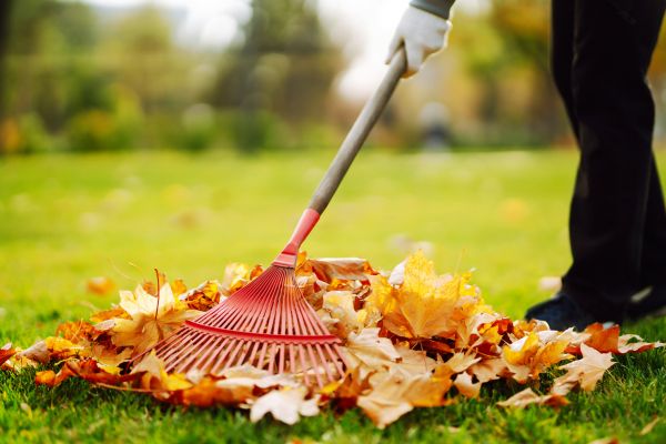 Ditch Leaf Removal in Allentown