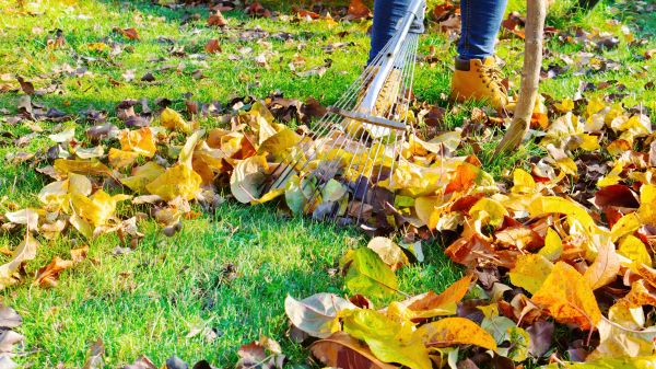 Lawn Cleanup Service in Allentown
