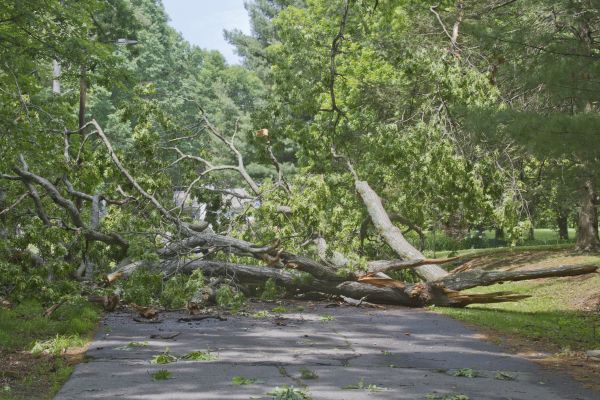 Tree Debris Removal in Allentown